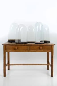 19th century glass cloche domes