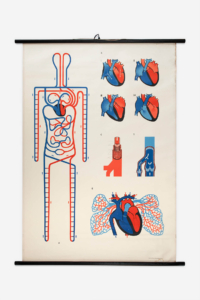 Vintage anatomical wall chart