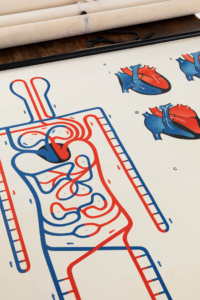 Original anatomy wall chart