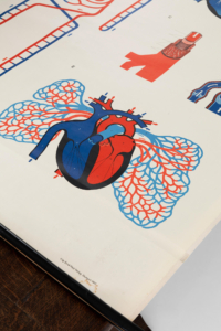 Ernst Klett Verlag anatomy chart