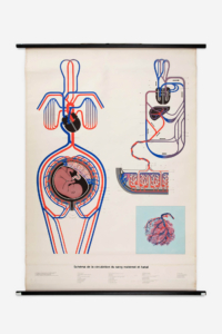 Vintage anatomical chart
