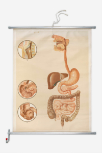 Vintage anatomical wall chart