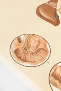 Vintage medical wall chart 1955