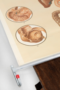 Digestive wall chart 1950s