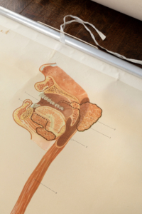 Original vintage anatomical wall chart