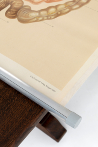 Ernst Klett Verlag Stuttgart anatomy chart