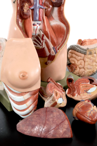 anatomical female model