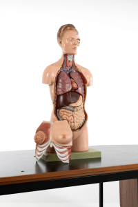 sideshow curiosities