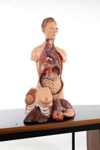 Anatomical models