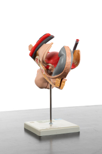 anatomical figures