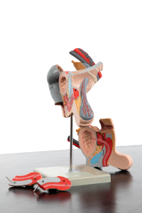 vintage medical models